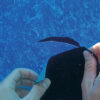 This image displays the Gorilla Waterproof Patch & Seal Tape - Black Reparing Underwater